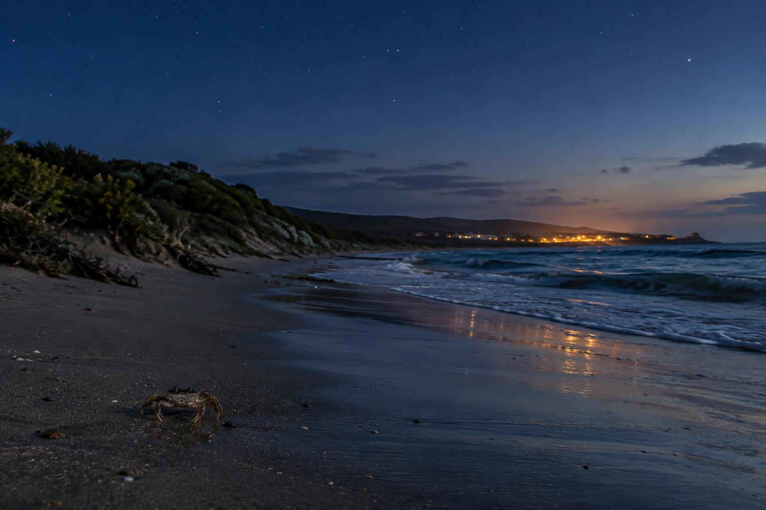 How Artificial Light Affects Coastal Wildlife After Dark