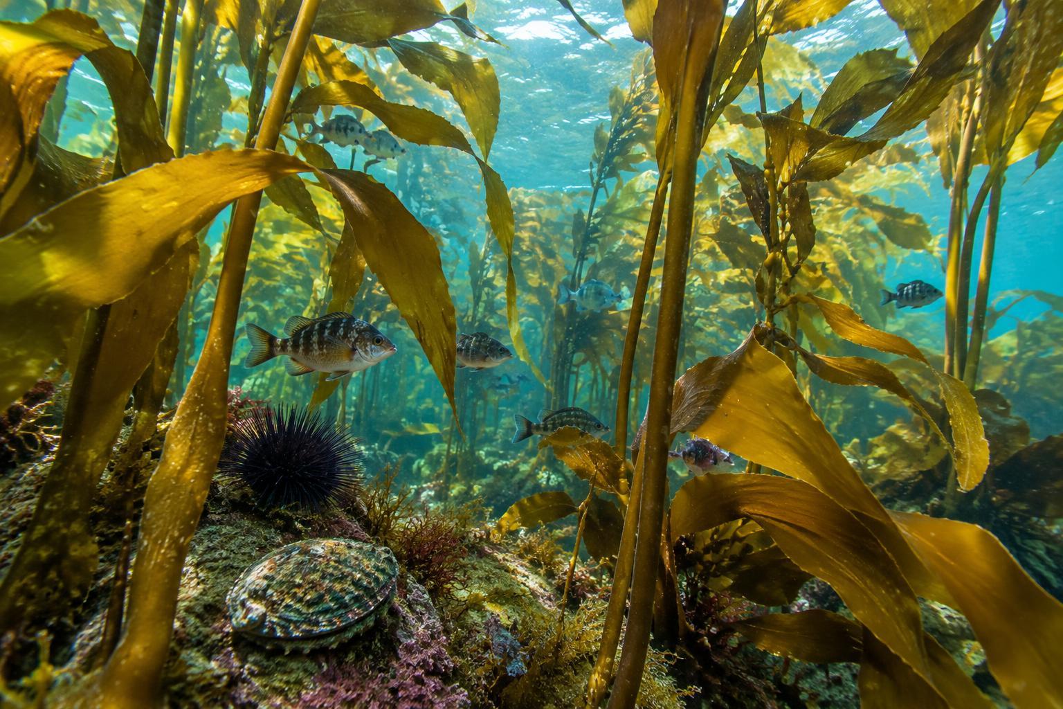 What Lives in South Africa’s Kelp Forests, and Why Kelp Matters